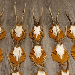 15 Stück Rehgeweihe auf geschnitzten Trophäenschilder Rehbock Reh Bock Geweihe #22.1044