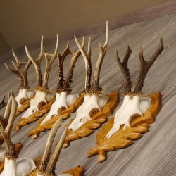 15 Stück Rehgeweihe auf geschnitzten Trophäenschilder Rehbock Reh Bock Geweihe #22.1044