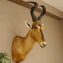 Hartebeest Kopf Pr&auml;parat Hornl&auml;nge 59 cm Kuhantilope Haupt Kuh Antilope Afrika H&ouml;he 106 cm