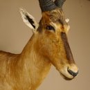 Hartebeest Kopf Pr&auml;parat Hornl&auml;nge 59 cm Kuhantilope Haupt Kuh Antilope Afrika H&ouml;he 106 cm