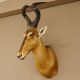 Hartebeest Kopf Präparat Hornlänge 59 cm Kuhantilope Haupt Kuh Antilope Afrika Höhe 106 cm