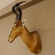 Hartebeest Kopf Präparat Hornlänge 59 cm Kuhantilope Haupt Kuh Antilope Afrika Höhe 106 cm