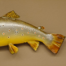 Bachforelle Forelle Präparat Länge 52 cm Fisch präpariert #60.1.3.16