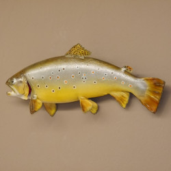 Bachforelle Forelle Präparat Länge 52 cm Fisch präpariert #60.1.3.16