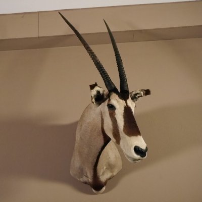 Oryx (Oryx gazella) Antilope Kopf Schulter Pr&auml;parat H&ouml;he 108 cm taxidermy Afrika afrikanisch Spie&szlig;bock 95.3.18