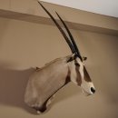 Oryx (Oryx gazella) Antilope Kopf Schulter Präparat Höhe 108 cm taxidermy Afrika afrikanisch Spießbock 95.3.18
