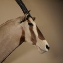Oryx (Oryx gazella) Antilope Kopf Schulter Präparat Höhe 108 cm taxidermy Afrika afrikanisch Spießbock 95.3.18