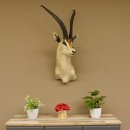 Grant Gazelle Antilope Kopf Schulter Präparat Afrika afrikanische Trophäe Hornlänge 62 cm 95.27.6