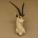 Grant Gazelle Antilope Kopf Schulter Präparat Afrika afrikanische Trophäe Hornlänge 62 cm 95.27.6