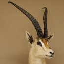 Grant Gazelle Antilope Kopf Schulter Pr&auml;parat Afrika afrikanische Troph&auml;e Hornl&auml;nge 62 cm 95.27.6