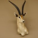 Grant Gazelle Antilope Kopf Schulter Pr&auml;parat Afrika afrikanische Troph&auml;e Hornl&auml;nge 62 cm 95.27.6