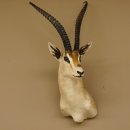 Grant Gazelle Antilope Kopf Schulter Präparat Afrika afrikanische Trophäe Hornlänge 62 cm 95.27.6