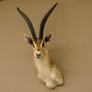 Grant Gazelle Antilope Kopf Schulter Präparat Afrika afrikanische Trophäe Hornlänge 62 cm 95.27.6