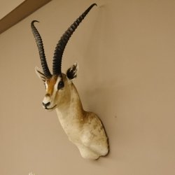 Grant Gazelle Antilope Kopf Schulter Präparat Afrika afrikanische Trophäe Hornlänge 62 cm 95.27.6