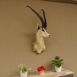 Grant Gazelle Antilope Kopf Schulter Präparat Afrika afrikanische Trophäe Hornlänge 62 cm 95.27.6