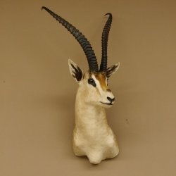 Grant Gazelle Antilope Kopf Schulter Präparat Afrika afrikanische Trophäe Hornlänge 62 cm 95.27.6