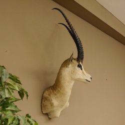 Grant Gazelle Antilope Kopf Schulter Präparat Afrika afrikanische Trophäe Hornlänge 62 cm 95.27.6