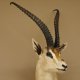 Grant Gazelle Antilope Kopf Schulter Präparat Afrika afrikanische Trophäe Hornlänge 62 cm 95.27.6