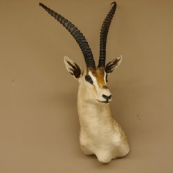 Grant Gazelle Antilope Kopf Schulter Präparat Afrika afrikanische Trophäe Hornlänge 62 cm 95.27.6