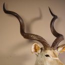 Kudu Kopf Präparat Antilope Afrika Kopfpräparat Hornlänge 129 cm taxidermy  #95.2.16