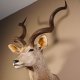 Kudu Kopf Präparat Antilope Afrika Kopfpräparat Hornlänge 129 cm taxidermy  #95.2.16
