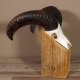 Mufflon Widder Geweih Schädeltrophäe Hornlänge 46 cm auf Standsockel  #82.1.66