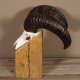 Mufflon Widder Geweih Schädeltrophäe Hornlänge 46 cm auf Standsockel  #82.1.66