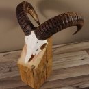 Mufflon Widder Geweih Schädeltrophäe Hornlänge 45,5 cm auf Standsockel  #82.1.69