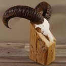 Mufflon Widder Geweih Schädeltrophäe Hornlänge 45,5 cm auf Standsockel  #82.1.69