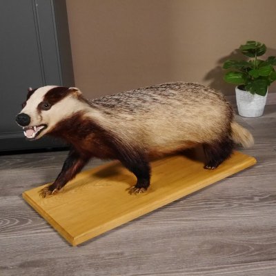 Blanc-bec empaillé sur plaque en bois Largeur 81 cm Prédateur empaillé Animal empaillé taxidermie #89.10.84