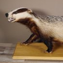 Blanc-bec empaillé sur plaque en bois Largeur 81 cm Prédateur empaillé Animal empaillé taxidermie #89.10.84