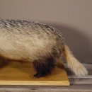 Blanc-bec empaillé sur plaque en bois Largeur 81 cm Prédateur empaillé Animal empaillé taxidermie #89.10.84