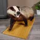 Blanc-bec empaillé sur plaque en bois Largeur 81 cm Prédateur empaillé Animal empaillé taxidermie #89.10.84