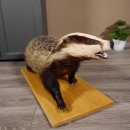 Blanc-bec empaillé sur plaque en bois Largeur 81 cm Prédateur empaillé Animal empaillé taxidermie #89.10.84