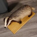 Blanc-bec empaillé sur plaque en bois Largeur 81 cm Prédateur empaillé Animal empaillé taxidermie #89.10.84