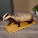 Blanc-bec empaillé sur plaque en bois Largeur 81 cm Prédateur empaillé Animal empaillé taxidermie #89.10.84