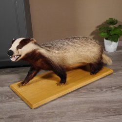 Blanc-bec empaillé sur plaque en bois Largeur 81 cm Prédateur empaillé Animal empaillé taxidermie #89.10.84