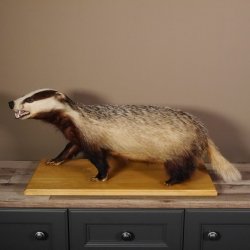 Blanc-bec empaillé sur plaque en bois Largeur 81 cm Prédateur empaillé Animal empaillé taxidermie #89.10.84