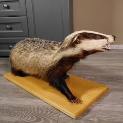 Blanc-bec empaillé sur plaque en bois Largeur 81 cm Prédateur empaillé Animal empaillé taxidermie #89.10.84