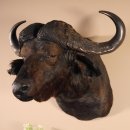 Kaffernbüffel Büffel Afrika Kopf Präparat...