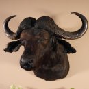 Kaffernbüffel Büffel Afrika Kopf Präparat Kopfpräparat Geweih Trophäe Spannweite 99 cm #95.10.10