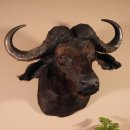Kaffernbüffel Büffel Afrika Kopf Präparat Kopfpräparat Geweih Trophäe Spannweite 99 cm #95.10.10