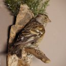 Bergfink weiblich Vogel Pr&auml;parat H&ouml;he 23 cm Tierpr&auml;parat Singvogel mit Genehmigung zur Vermarktung