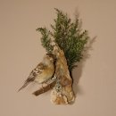Bergfink weiblich Vogel Pr&auml;parat H&ouml;he 23 cm Tierpr&auml;parat Singvogel mit Genehmigung zur Vermarktung