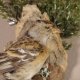 Bergfink weiblich Vogel Präparat Höhe 23 cm Tierpräparat Singvogel mit Genehmigung zur Vermarktung